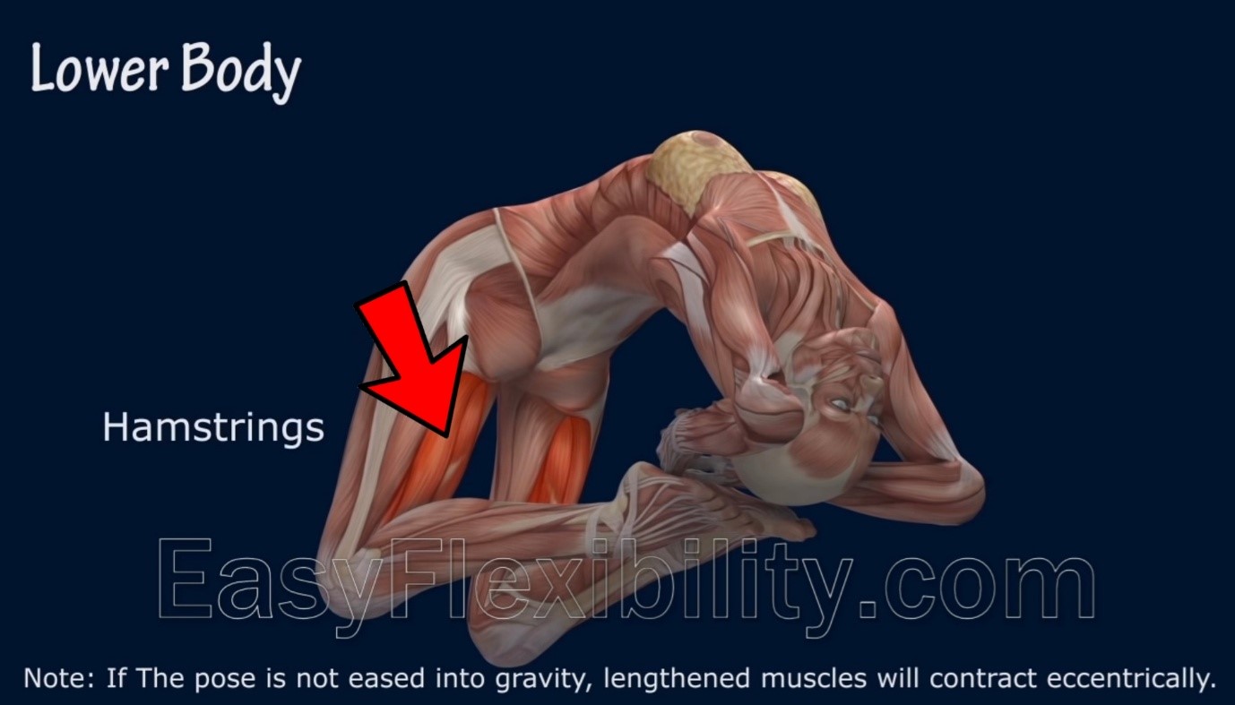 Hamstrings Pose Muscle