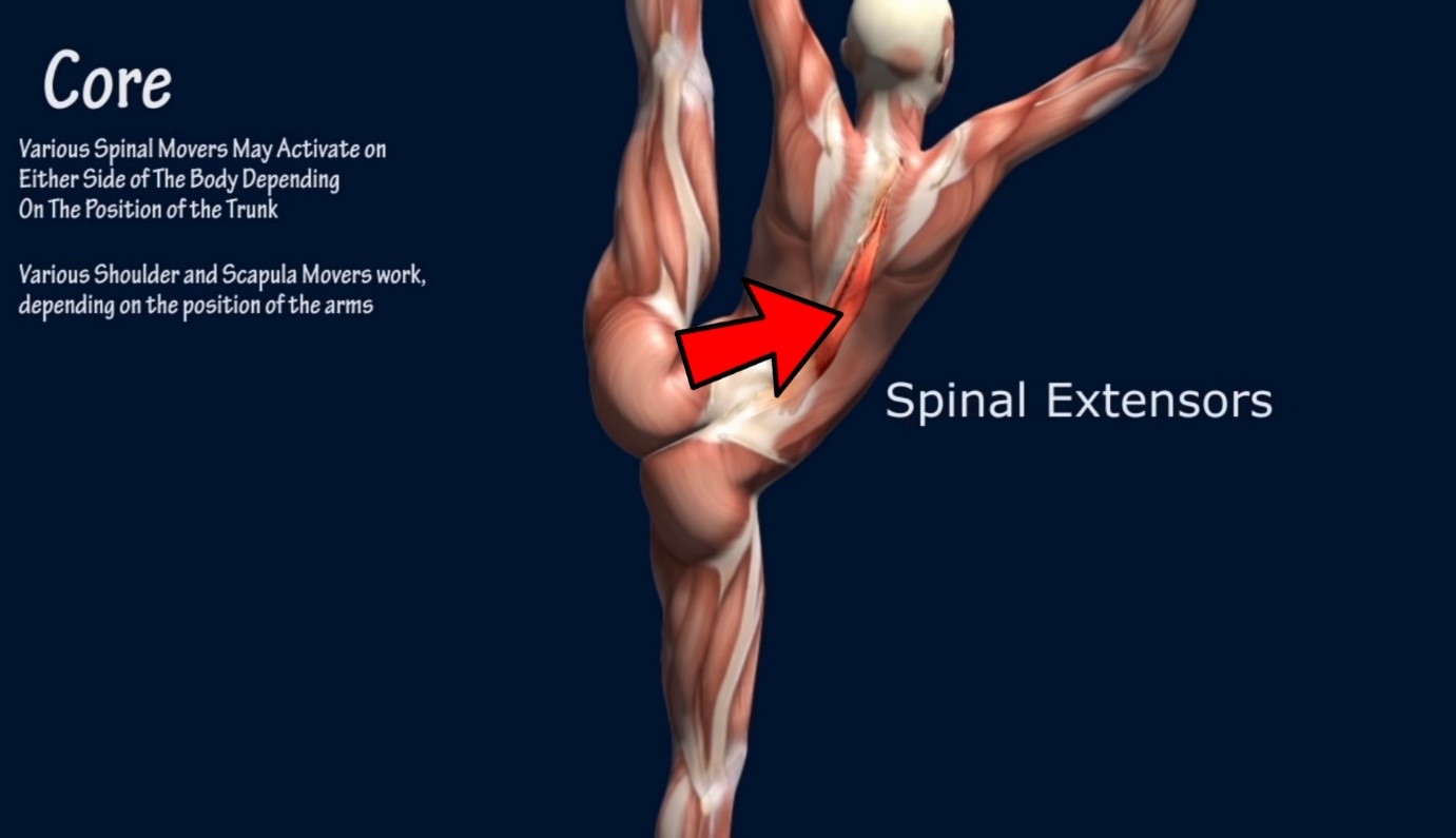 Spinal Extensors 