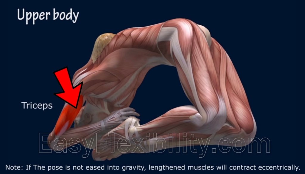 Kapotasana/Pigeon Pose Muscle Anatomy