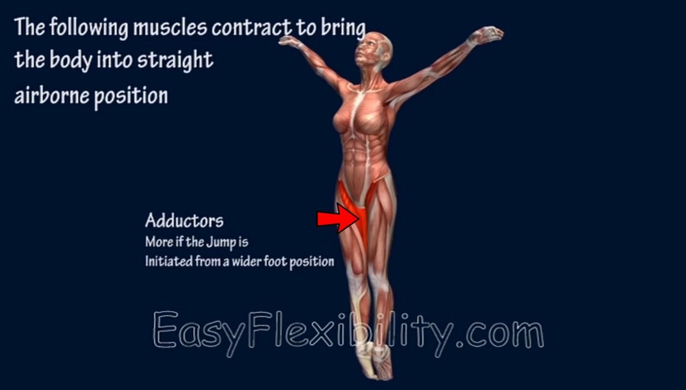 C jump Anatomy