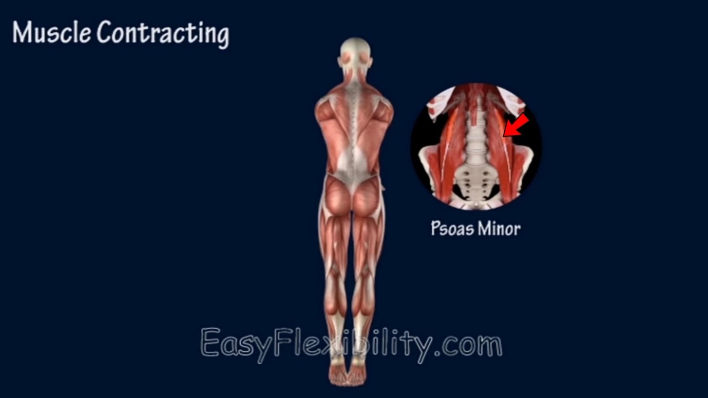Elbow Lever Anatomy