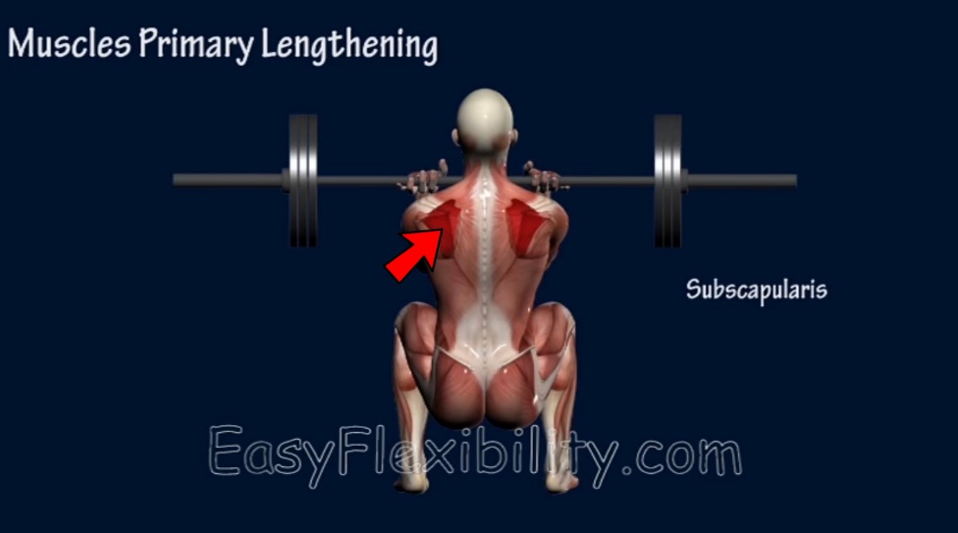 Front Rack Position Anatomy